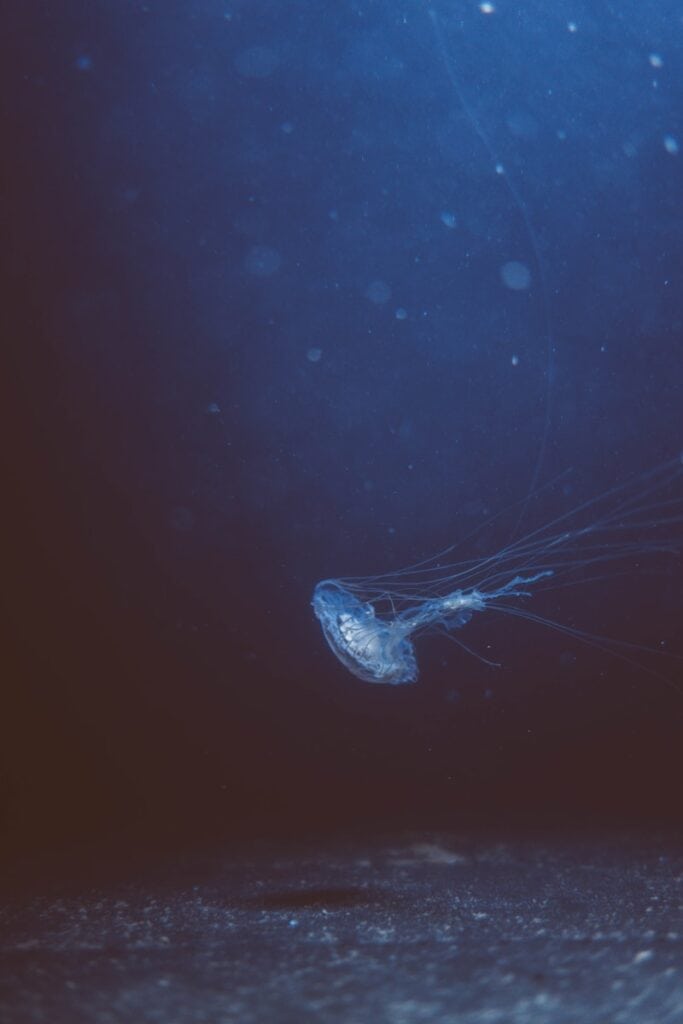 swimming jellyfish