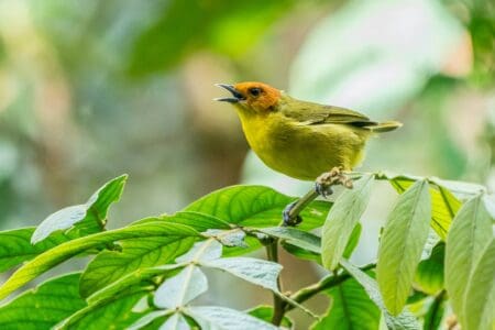 The 10 Most Endangered Sounds Of Nature—And Why We Might Never Hear Them Again