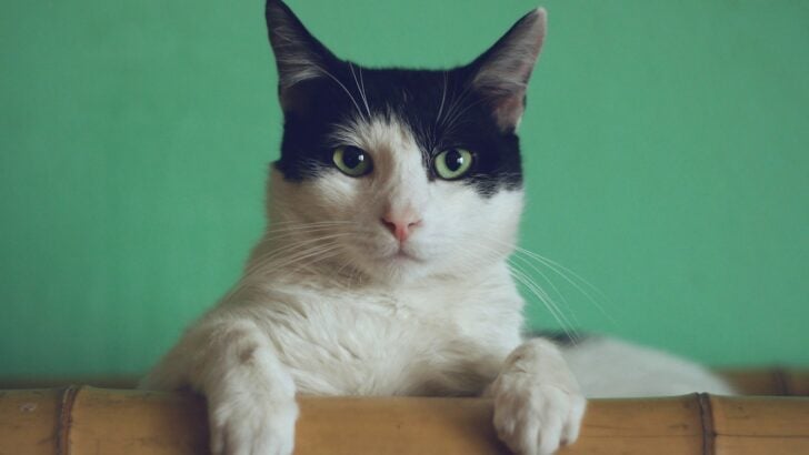 16 Myths About Cats Debunked By Science