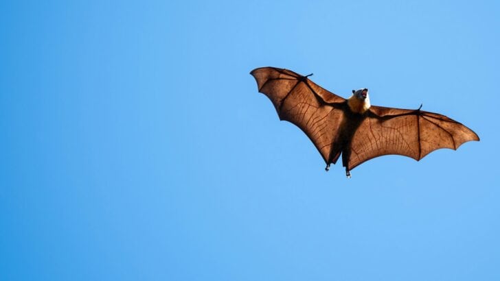 How Vampire Bats Became the Most Social of Mammals
