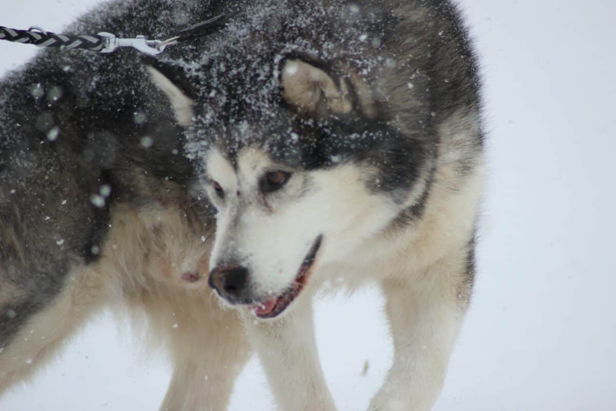 Malamute