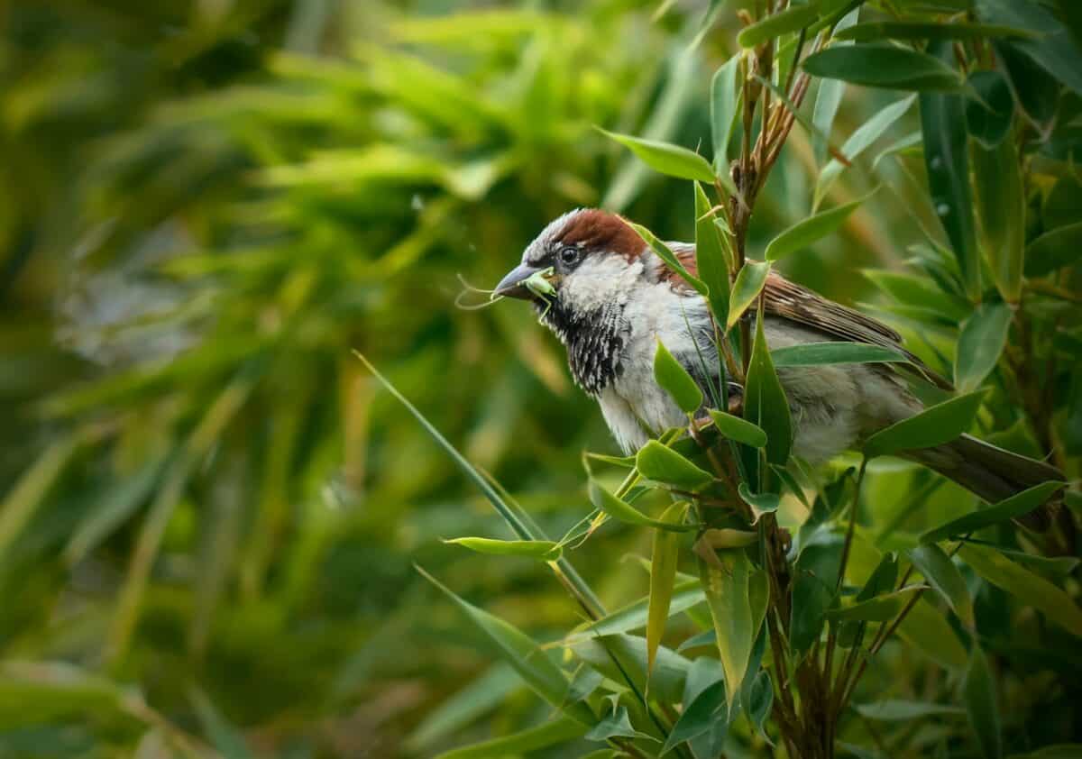 Grasshopper sparrow