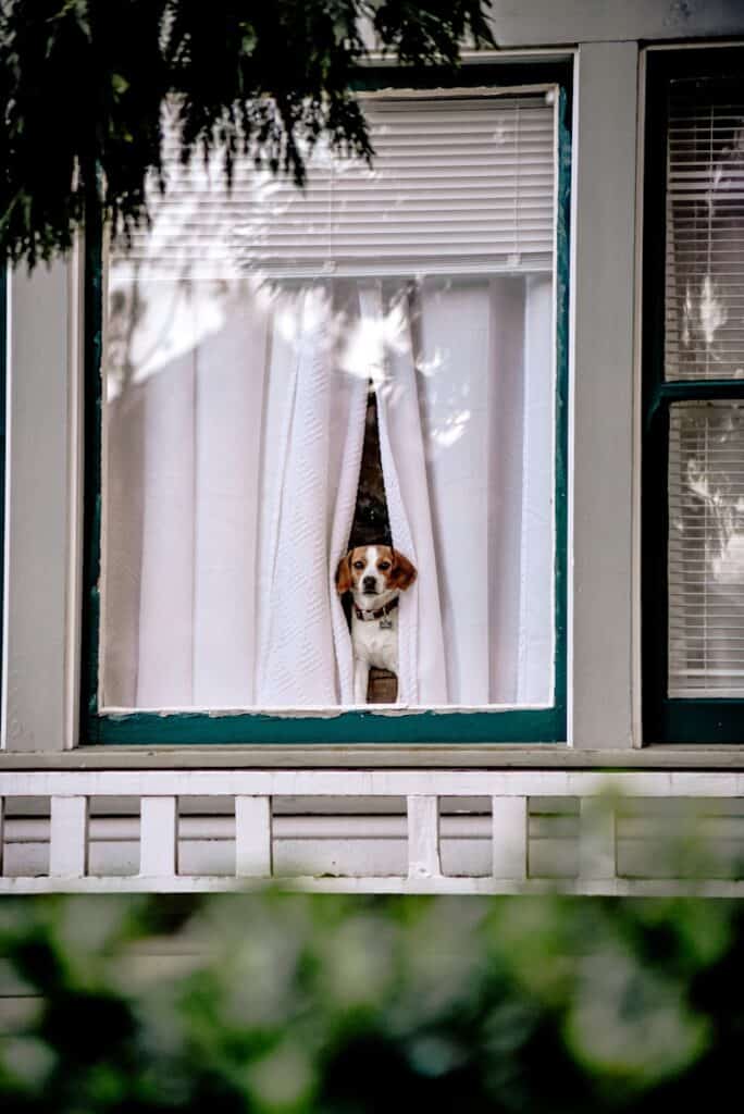 Dog peeping through the curtains