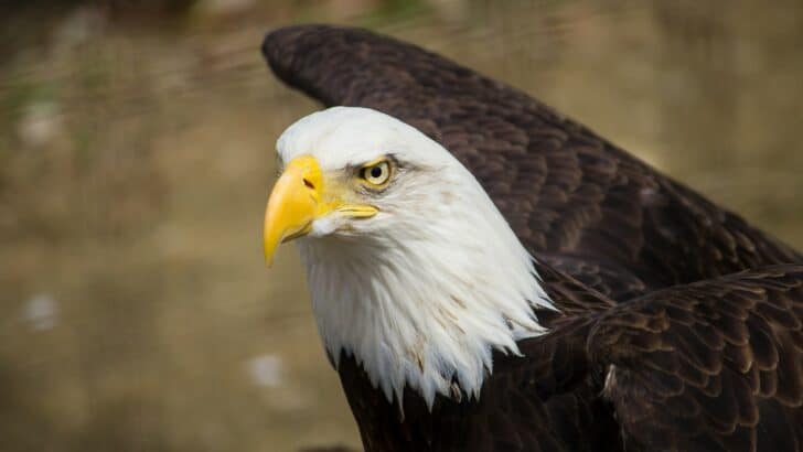 7 Apex Animals Returning to Areas They Were Once Wiped Out From