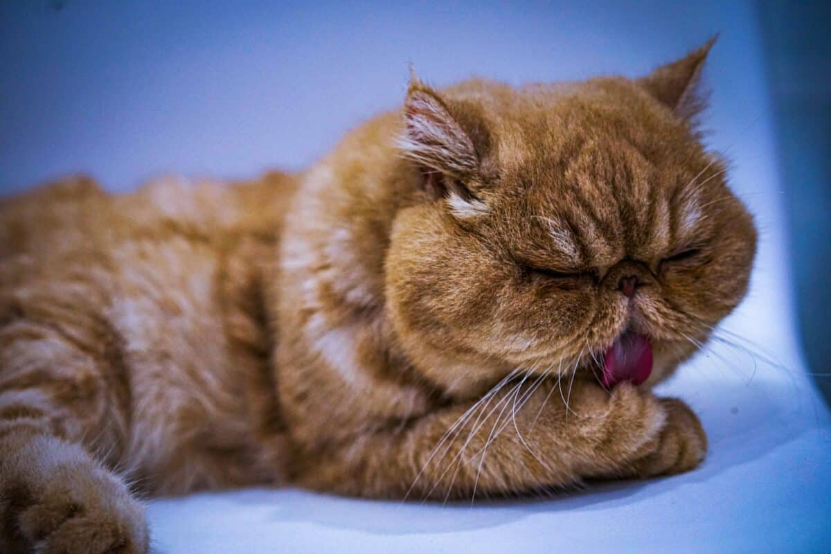 a cat yawning on a bed