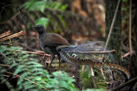 A Bird That Can Imitate Chainsaws and Car Alarms