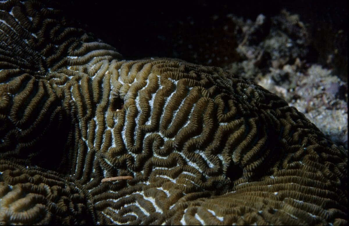 One Tree Reef. Coral.