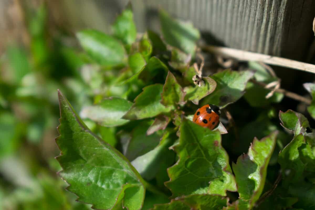 Ladybug in the Garden