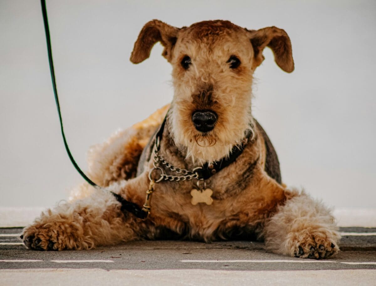 Airedale Terrier