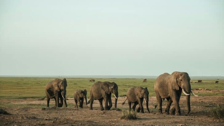 Why Elephants Return to the Bones of Their Dead