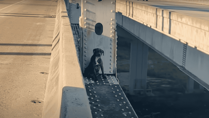 Pittie Rescued After Being Stuck On A Bridge For Over 12 Hours