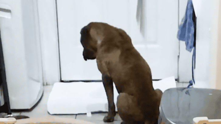 Anxious Foster Was Too Scared To Even Leave The Door