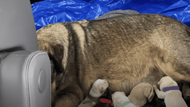 Foster Dog Gives Birth In Middle Of Texas Snowstorms