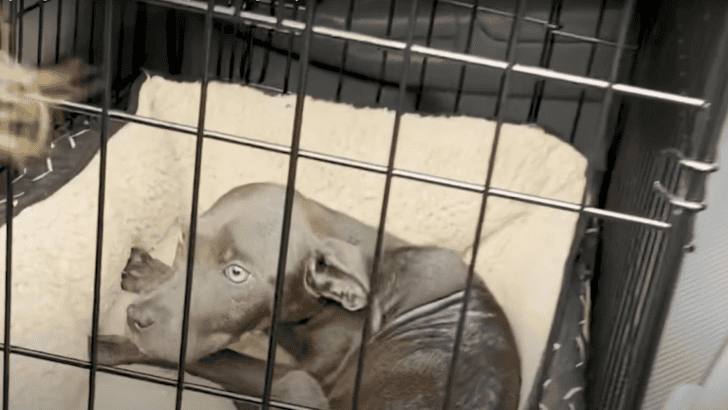 Boy Begs His Mom To Keep The Dog They Rescued From The Street