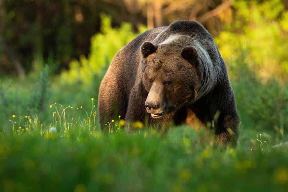 Brown Bear