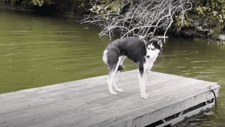 Terrified Husky Gets Rescued From Dock In The Freezing Cold