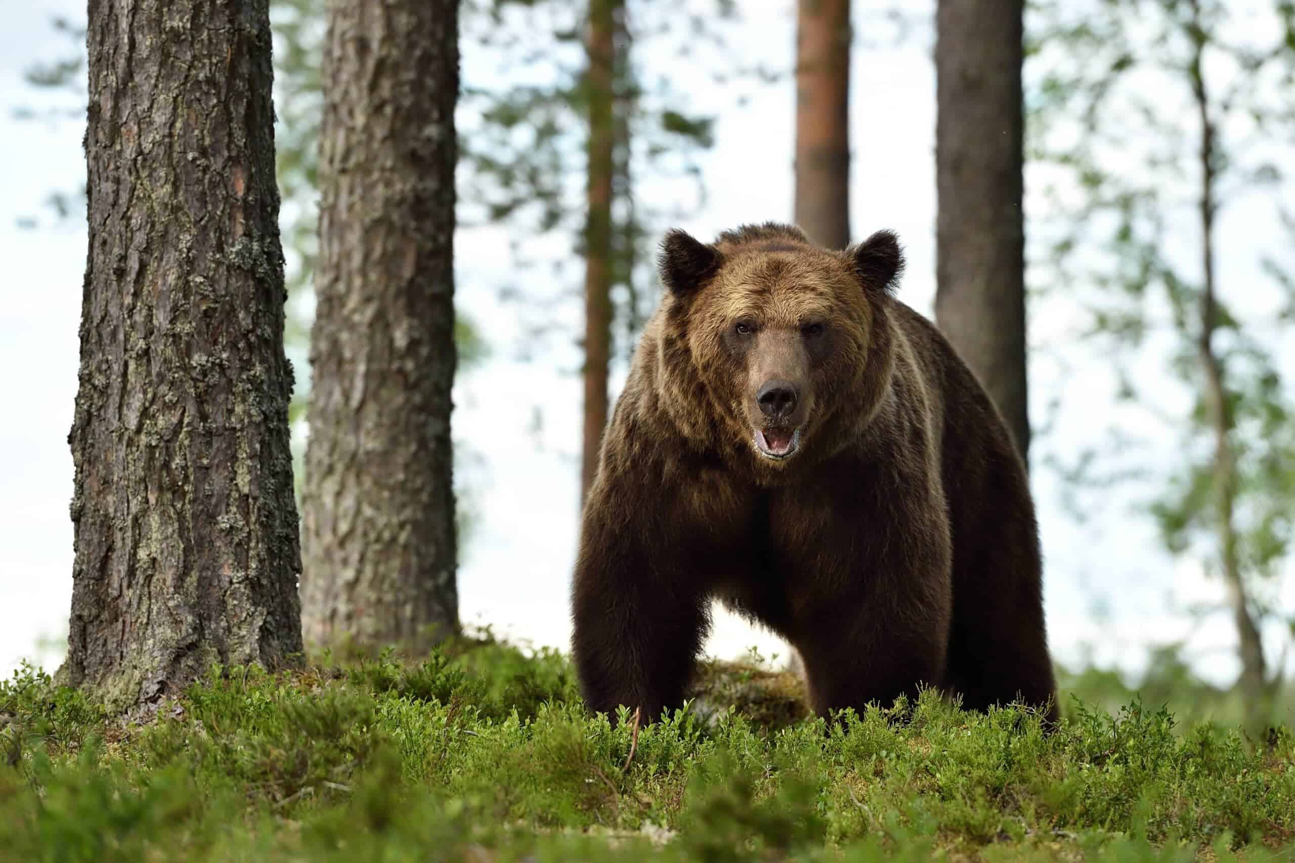 Grizzly Bear