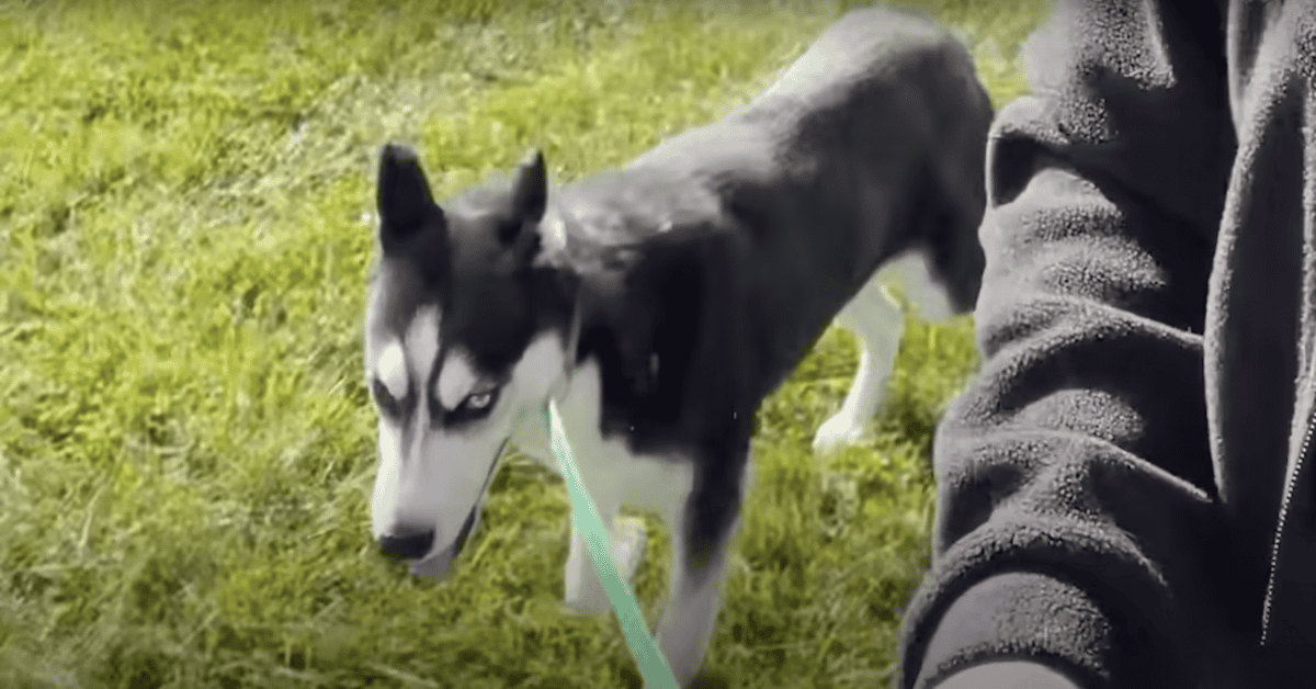 Terrified Husky
