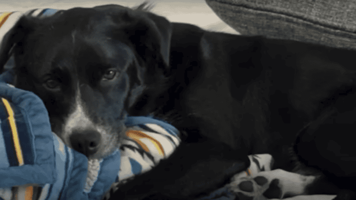 Reporters Break Into Guy’s House To Save 3 Dogs In LA Fires