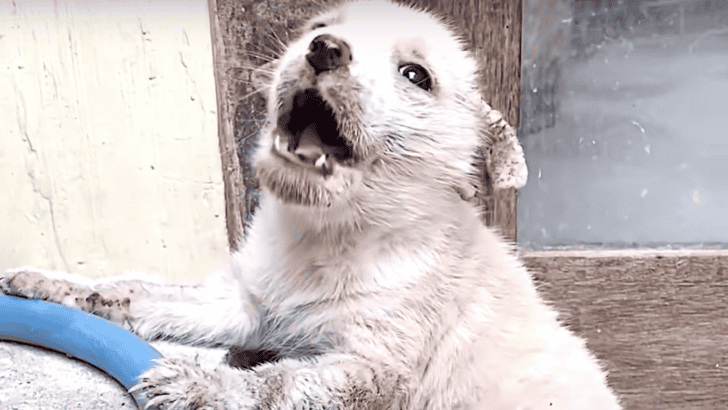 Crying Puppy Found In A Market Turns Into Firecracker