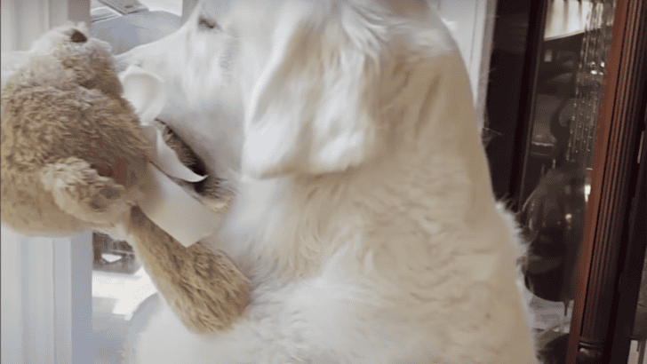 Dog’s Favorite Teddy Bear Needs Emergency Surgery
