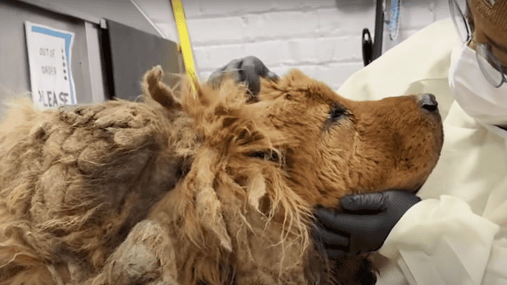 Huge Matted Dog Found In A Busy Intersection