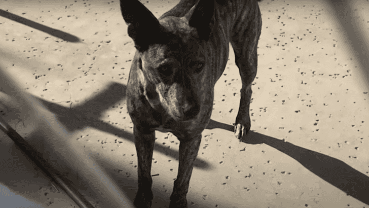Dog Keeps Sneaking Over From The Neighbor&rsquo;s Yard