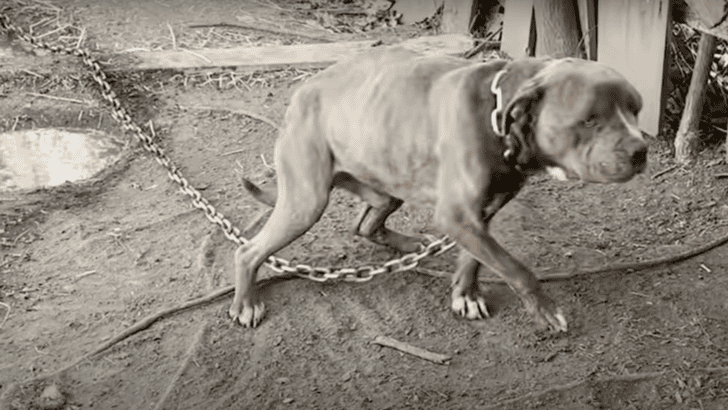 Pittie Who Spent His Whole Life Living Outside Gets A Happy Ending