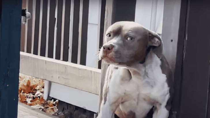 Lost And Shaking Pittie Doesn’t Realize They’re Here To Save Him
