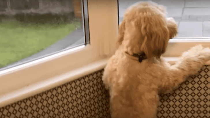 Dog Waits By The Window For Her Grandparents To Come Home