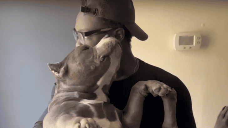 Rescue Bulldog Is Obsessed With Cuddling His Dad