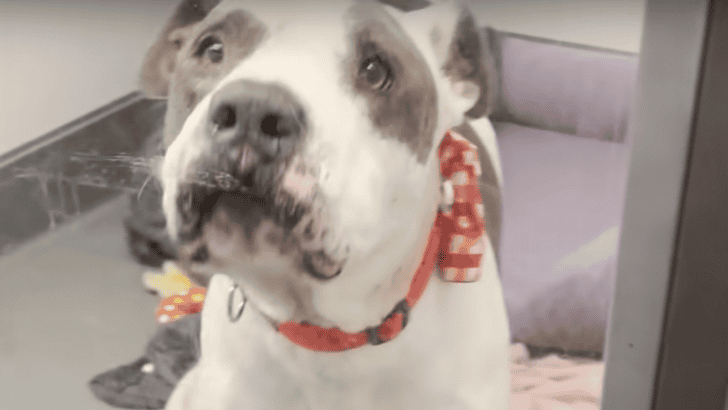 Pittie Escaped The Shelter To Experience All The Luxuries Of A Home