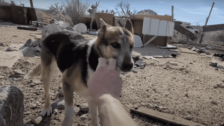 Man Spends A Year Earning a Stray Desert Dog’s Trust