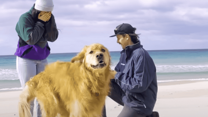 Dog Explodes With Excitement After Dad Proposes To Mom
