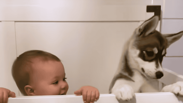 Little Girl And Her Husky Are The Same Age