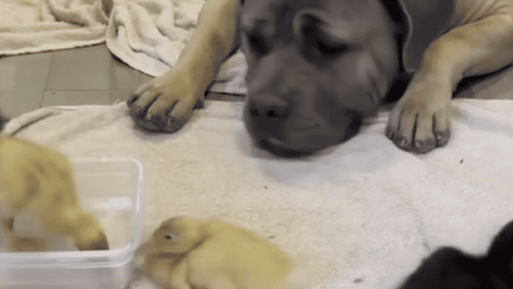 110 Pound “Aggressive” Dog Becomes A Duckling Dad