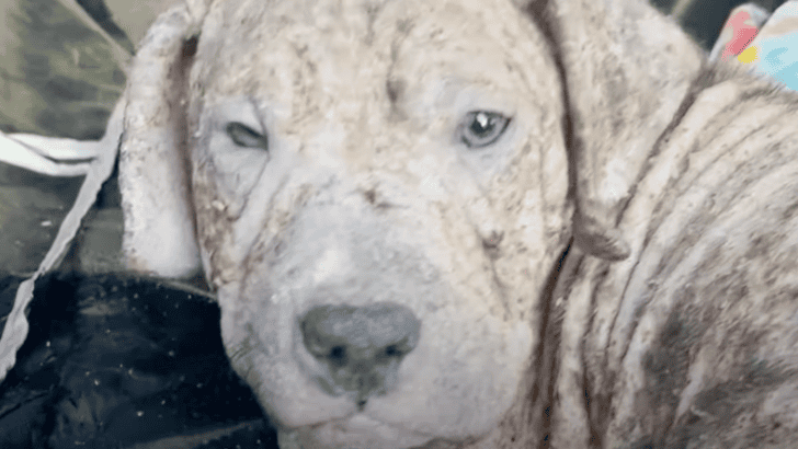 Rescued Naked Pittie Puppy Heals With Love and Care