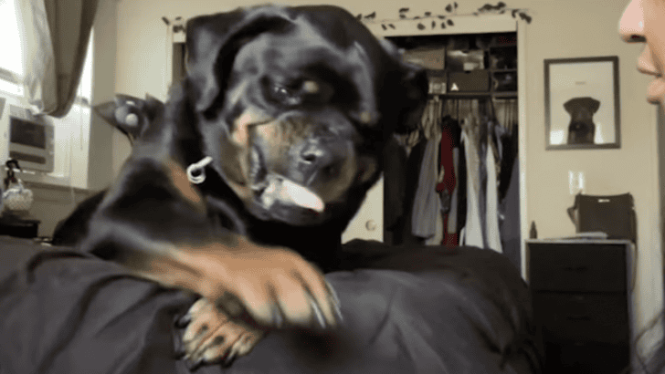 Rottie’s ‘Growl’ Is Actually Pure Happiness