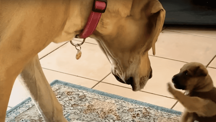 Tiny Puppy Moves In With Enormous Great Dane