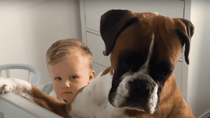Dog Visits His Human Baby Brother’s Crib Every Morning