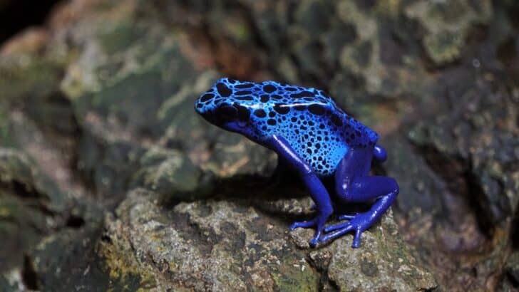 10 Tiny Animals That Are More Deadly Than They Look