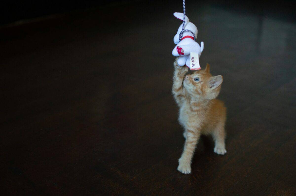 Kitten Playing