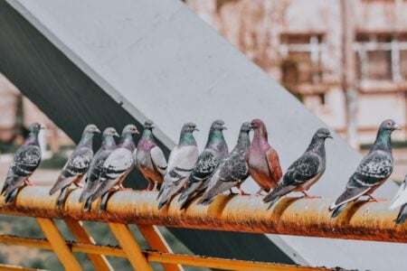What Happens If Birds Go Extinct in Cities?