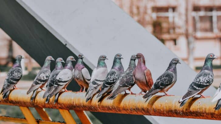 What Happens If Birds Go Extinct in Cities?