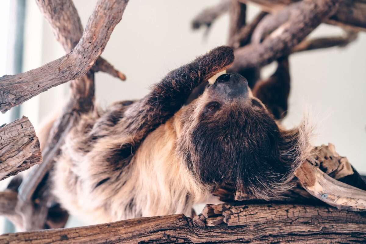 Sloth on a branch