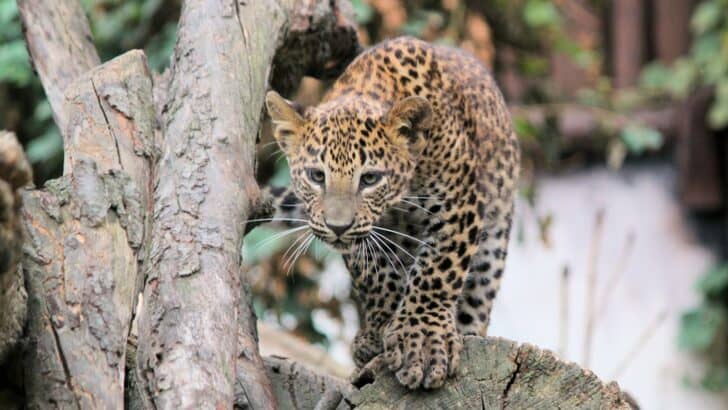The 10 Most Terrifying Creatures Found in the Amazon Rainforest