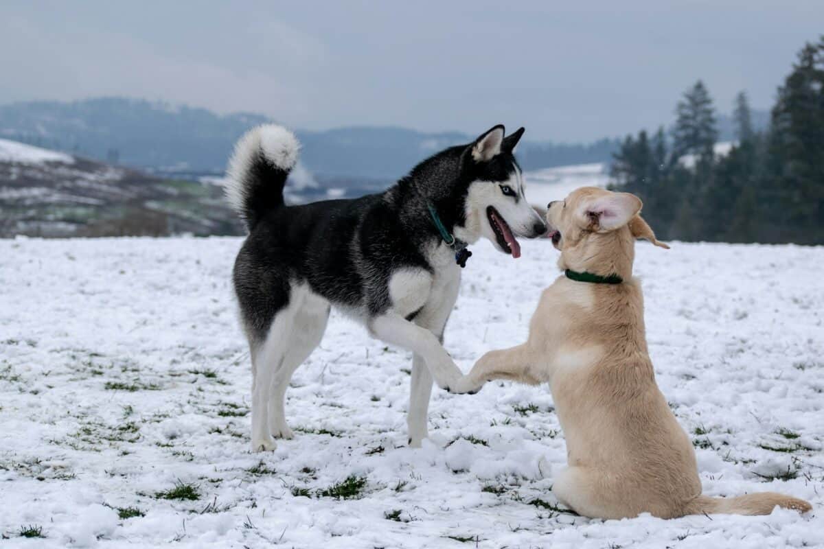 Adult black and white Siberian husky beside short-coated brown dog