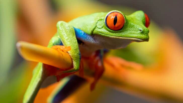 This Rainforest Reptile Is So Colorful It Looks Unreal