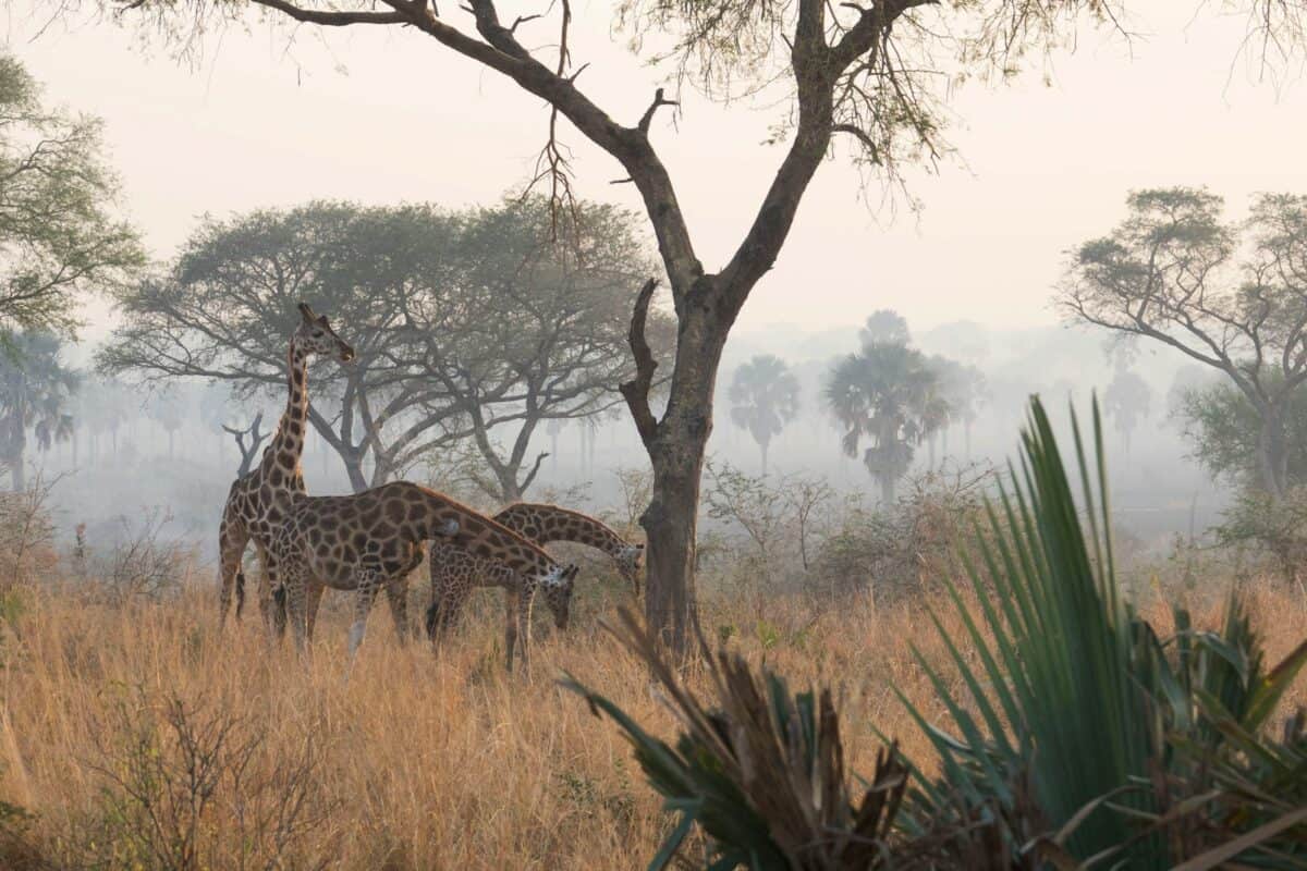 A couple of giraffes are standing in a field