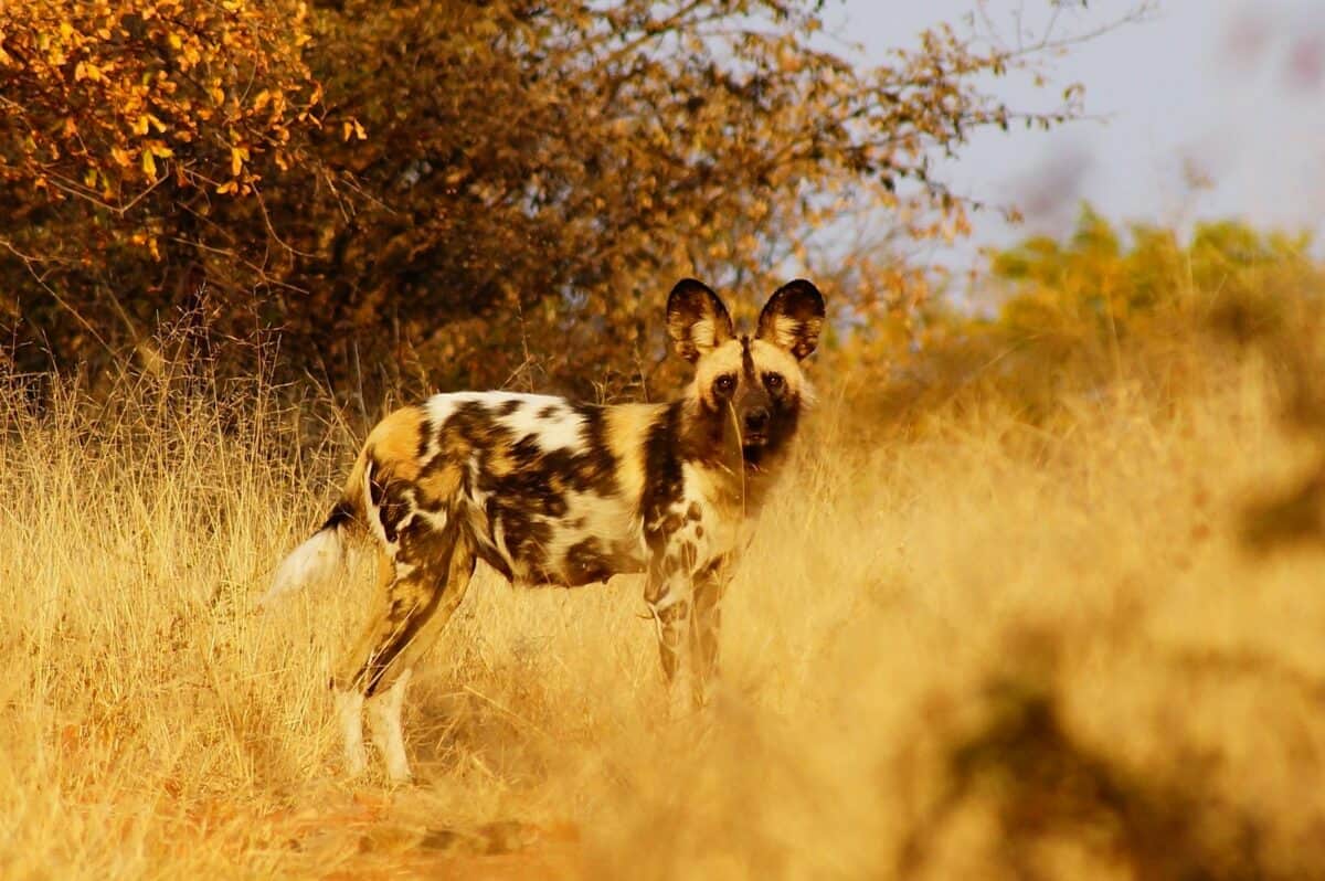 African Wild Dog